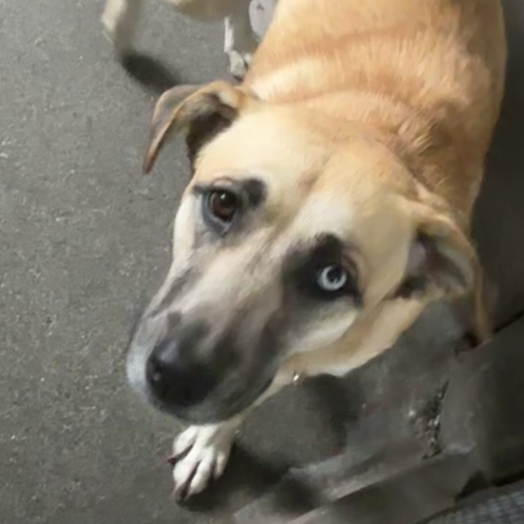 Angel A2163122