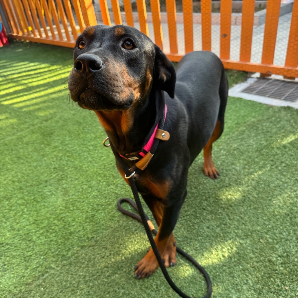 Stella A2186679