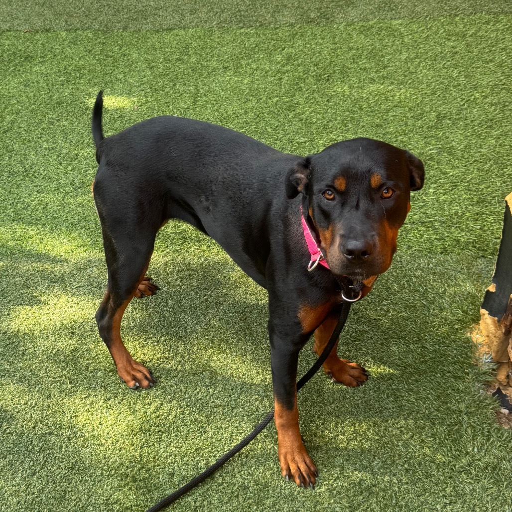 Stella A2186679