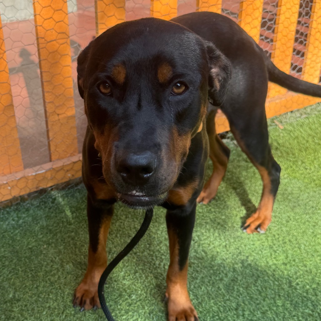 Stella A2186679