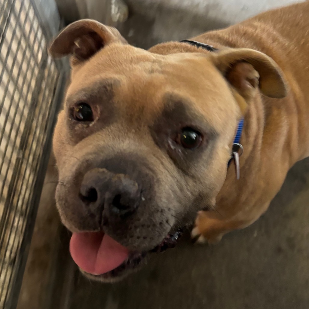 Smudge A2193131