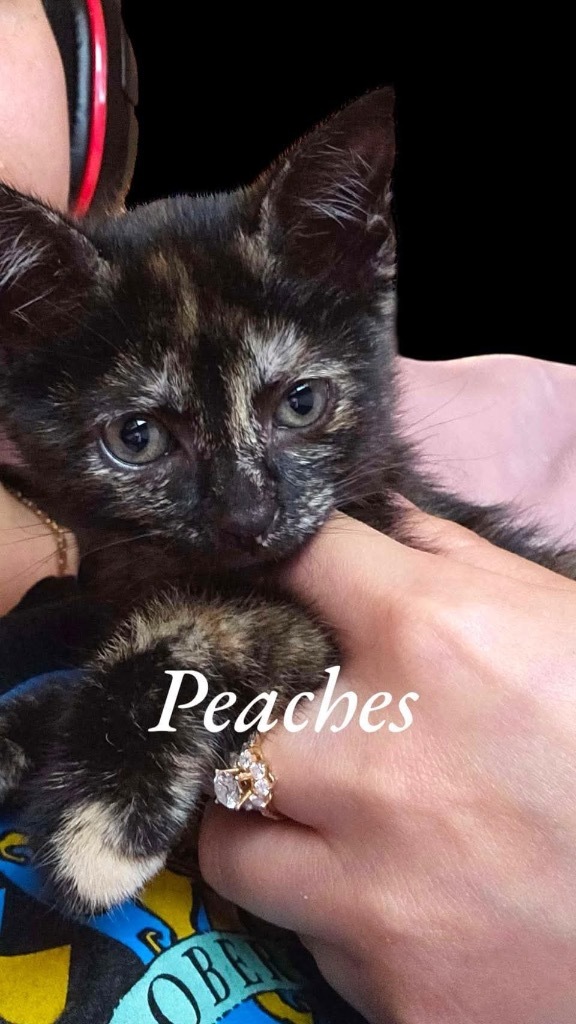 Peaches