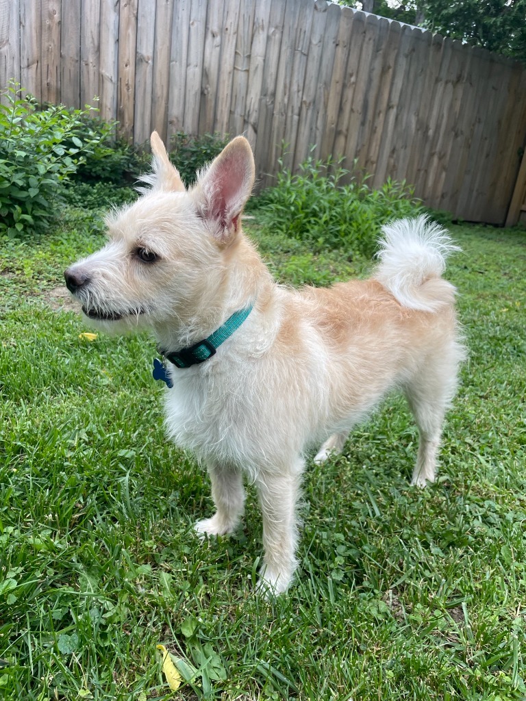 Bart