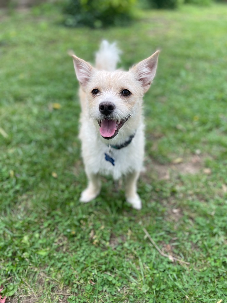 Bart