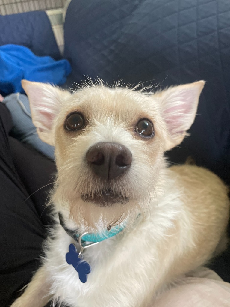 Bart