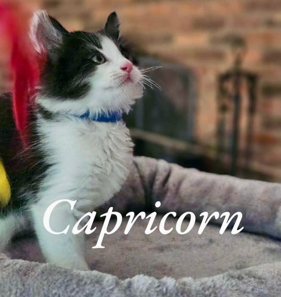 Capricorn