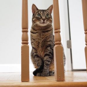 Lucy, Senior Female Domestic Short Hair