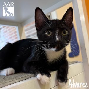 Alvarez, Baby Male Domestic Short Hair