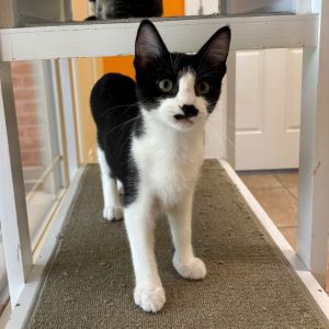 McCullers, Baby Male Domestic Short Hair