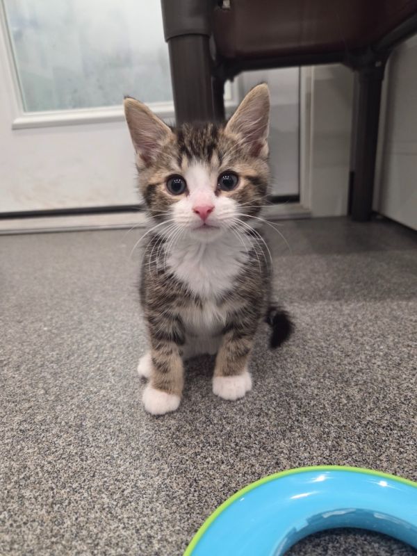Pet Image