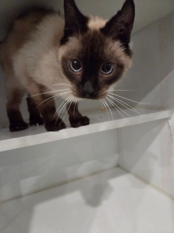 Pet Image