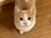 Nutmeg photo 1
