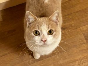 Nutmeg, Young Male Domestic Short Hair