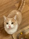 Nutmeg photo 2