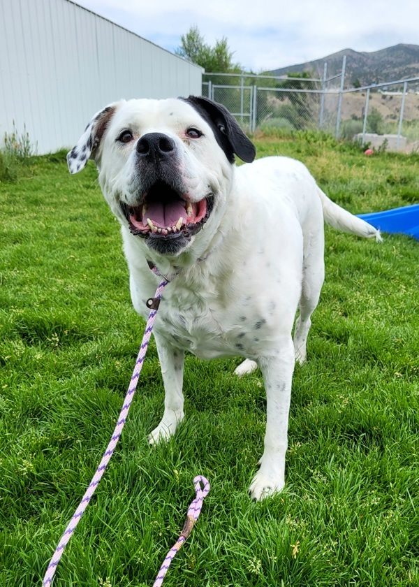 Izzy 21268, an adoptable American Bulldog in Pocatello, ID, 83205 | Photo Image 1