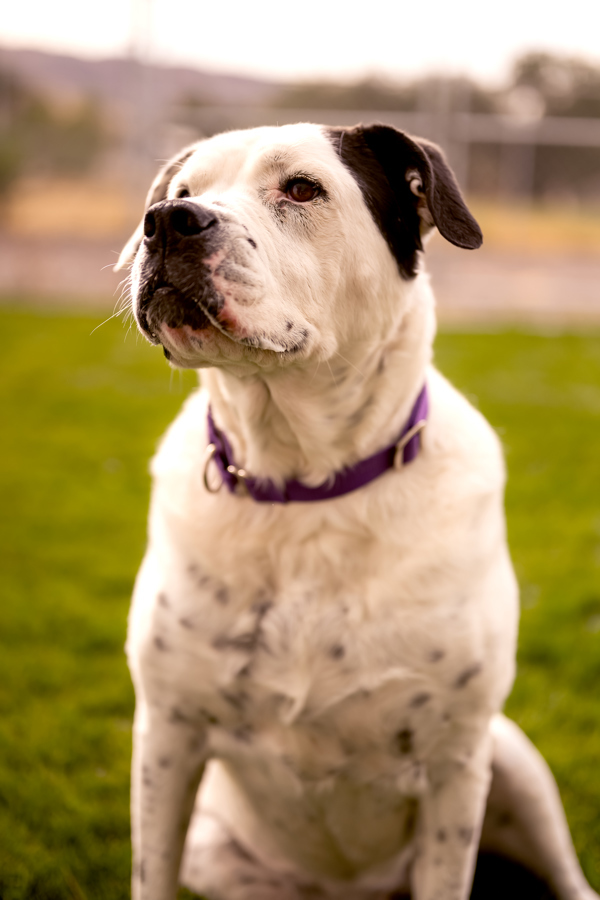 Izzy 21268, an adoptable American Bulldog in Pocatello, ID, 83205 | Photo Image 1