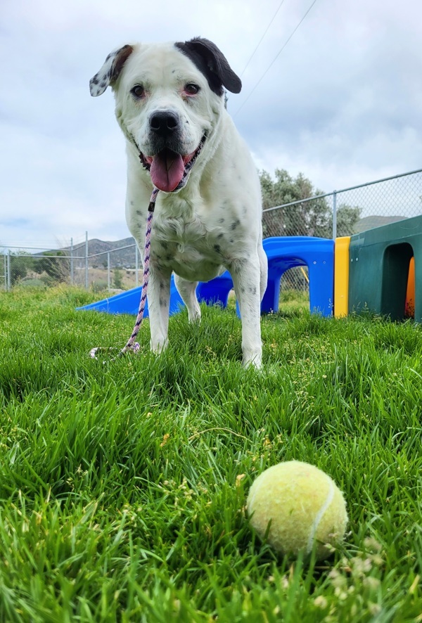 Izzy 21268, an adoptable American Bulldog in Pocatello, ID, 83205 | Photo Image 2