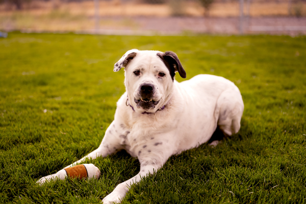 Izzy 21268, an adoptable American Bulldog in Pocatello, ID, 83205 | Photo Image 2