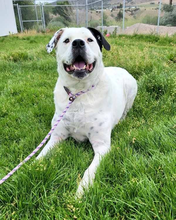 Izzy 21268, an adoptable American Bulldog in Pocatello, ID, 83205 | Photo Image 3