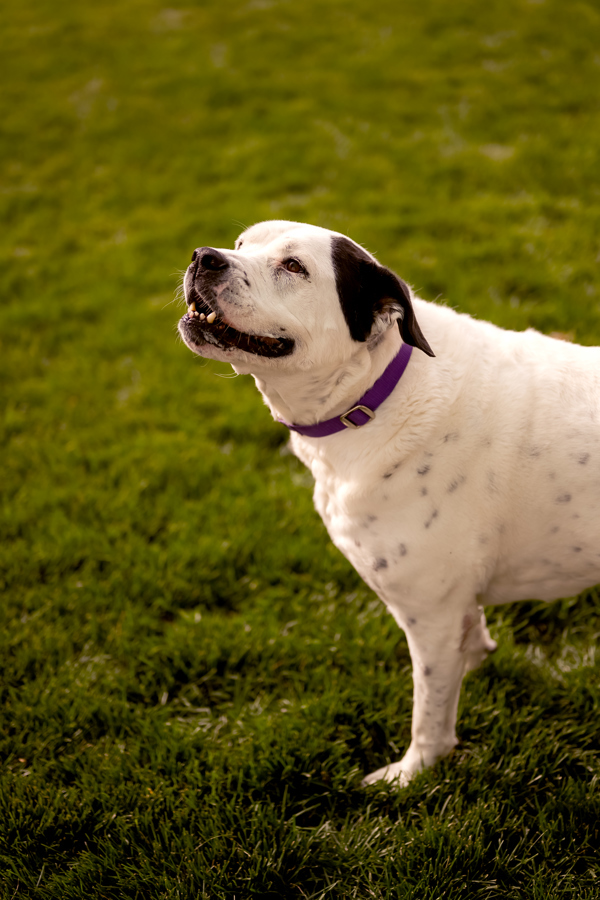 Izzy 21268, an adoptable American Bulldog in Pocatello, ID, 83205 | Photo Image 3