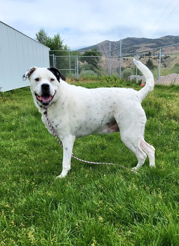 Izzy 21268, an adoptable American Bulldog in Pocatello, ID, 83205 | Photo Image 4