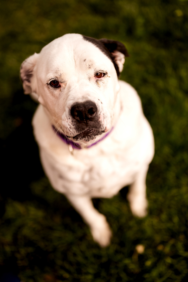 Izzy 21268, an adoptable American Bulldog in Pocatello, ID, 83205 | Photo Image 4