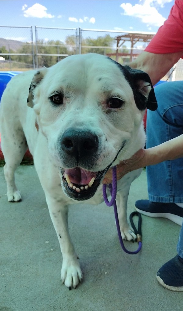 Izzy 21268, an adoptable American Bulldog in Pocatello, ID, 83205 | Photo Image 5