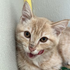 Aldi, Baby Male Domestic Short Hair