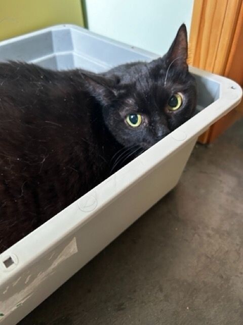 Jasper