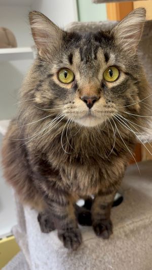 Tom Tom, Adult Male Domestic Short Hair