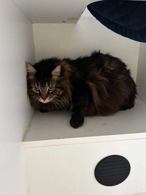 Tom Tom, an adoptable Domestic Short Hair in Haines, AK, 99827 | Photo Image 2