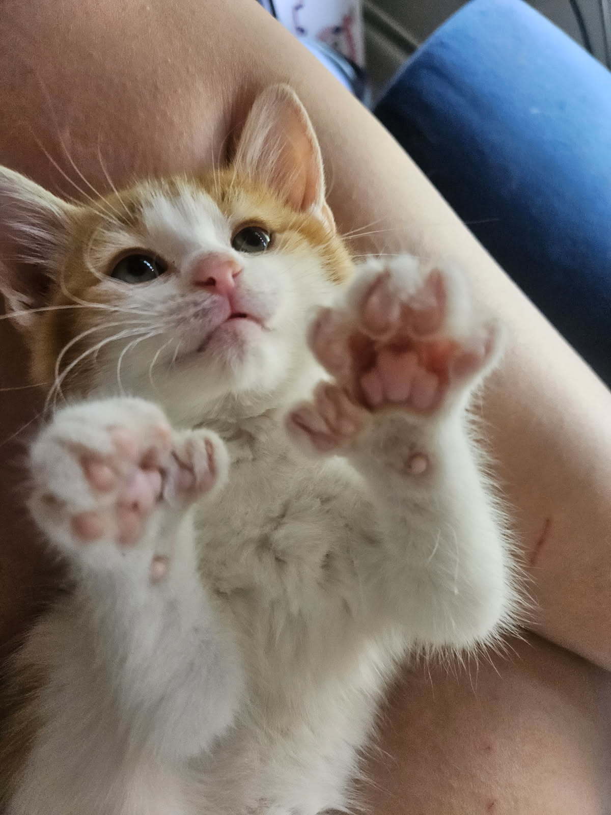 Finn