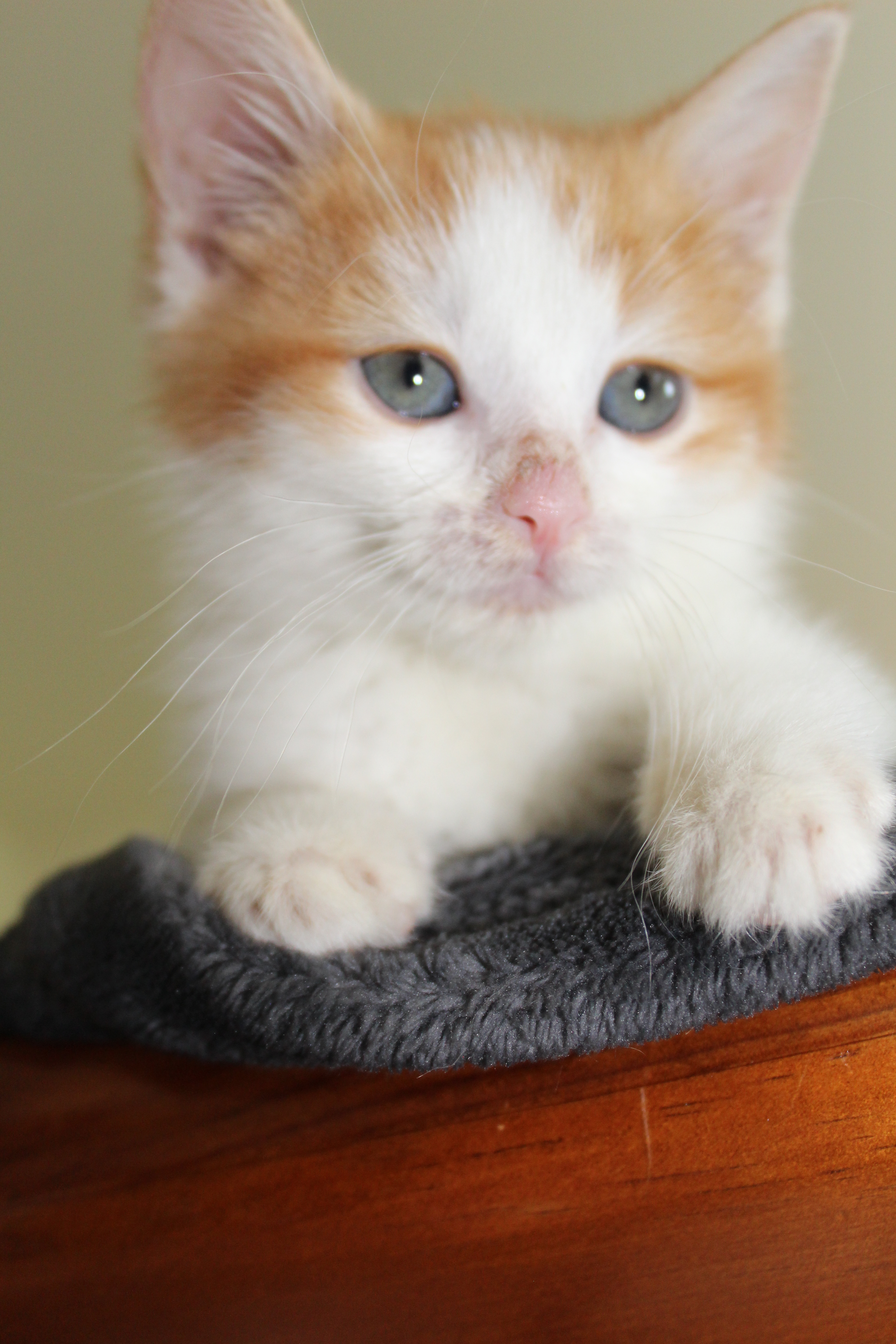 Oliver