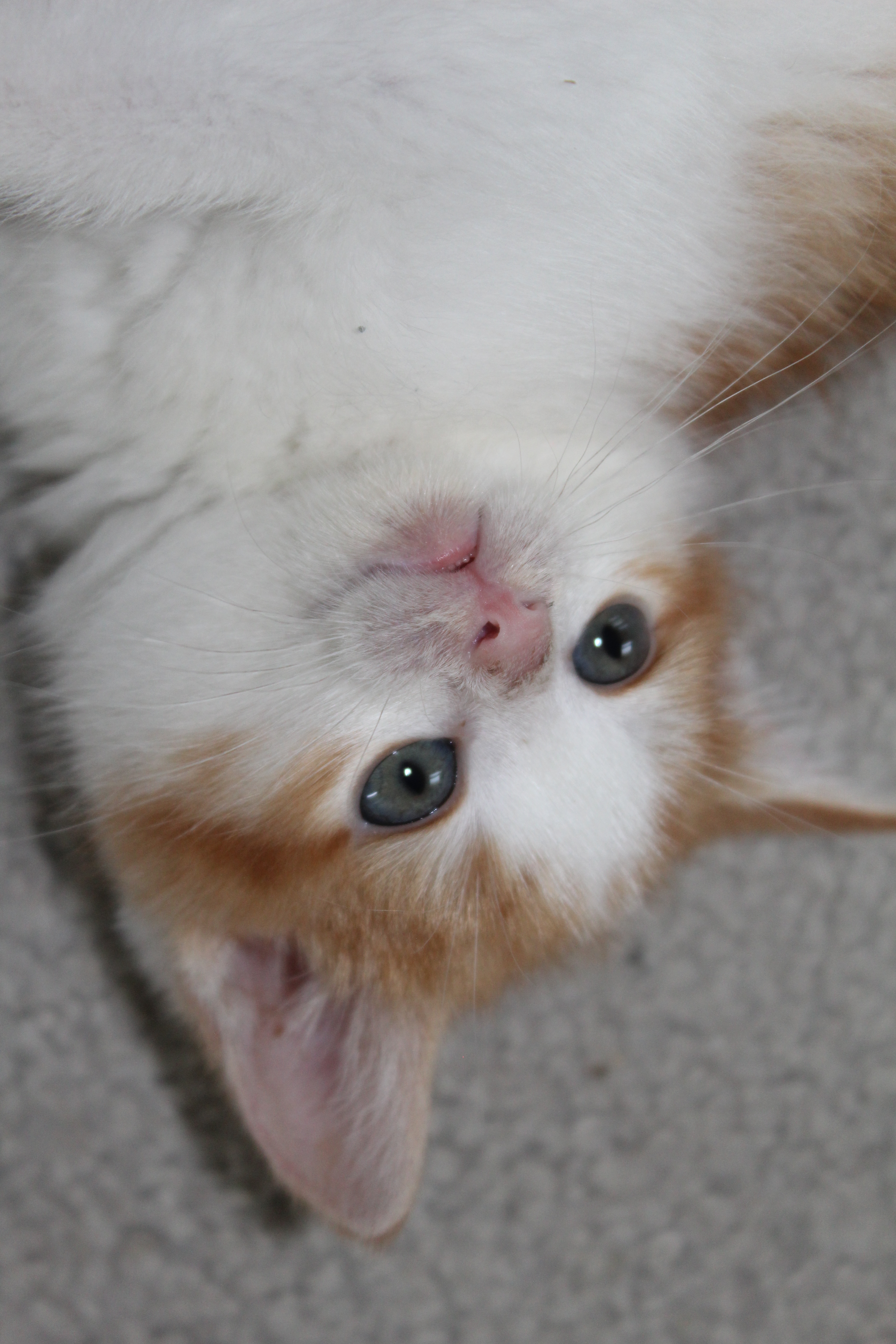 Oliver