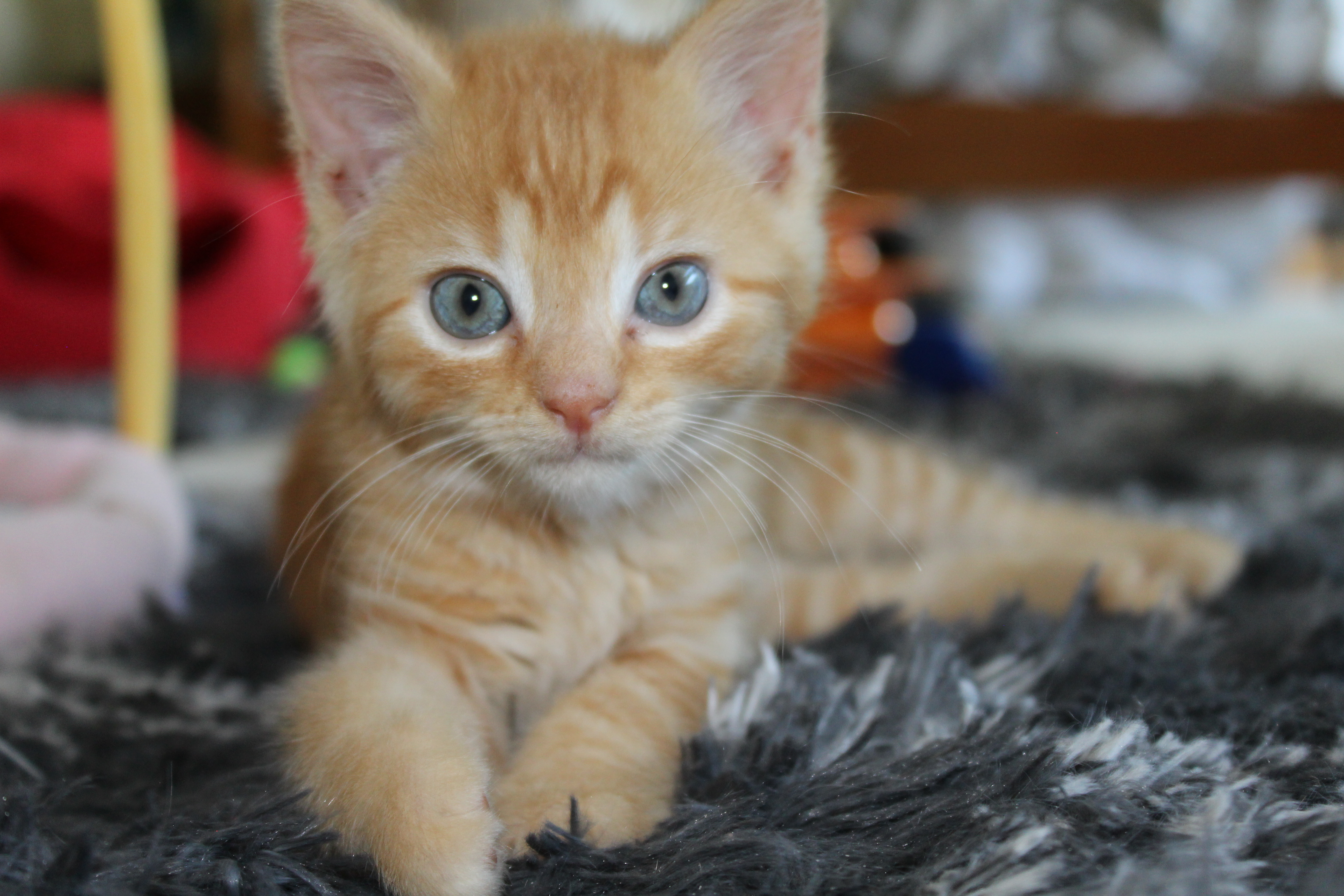 Carl