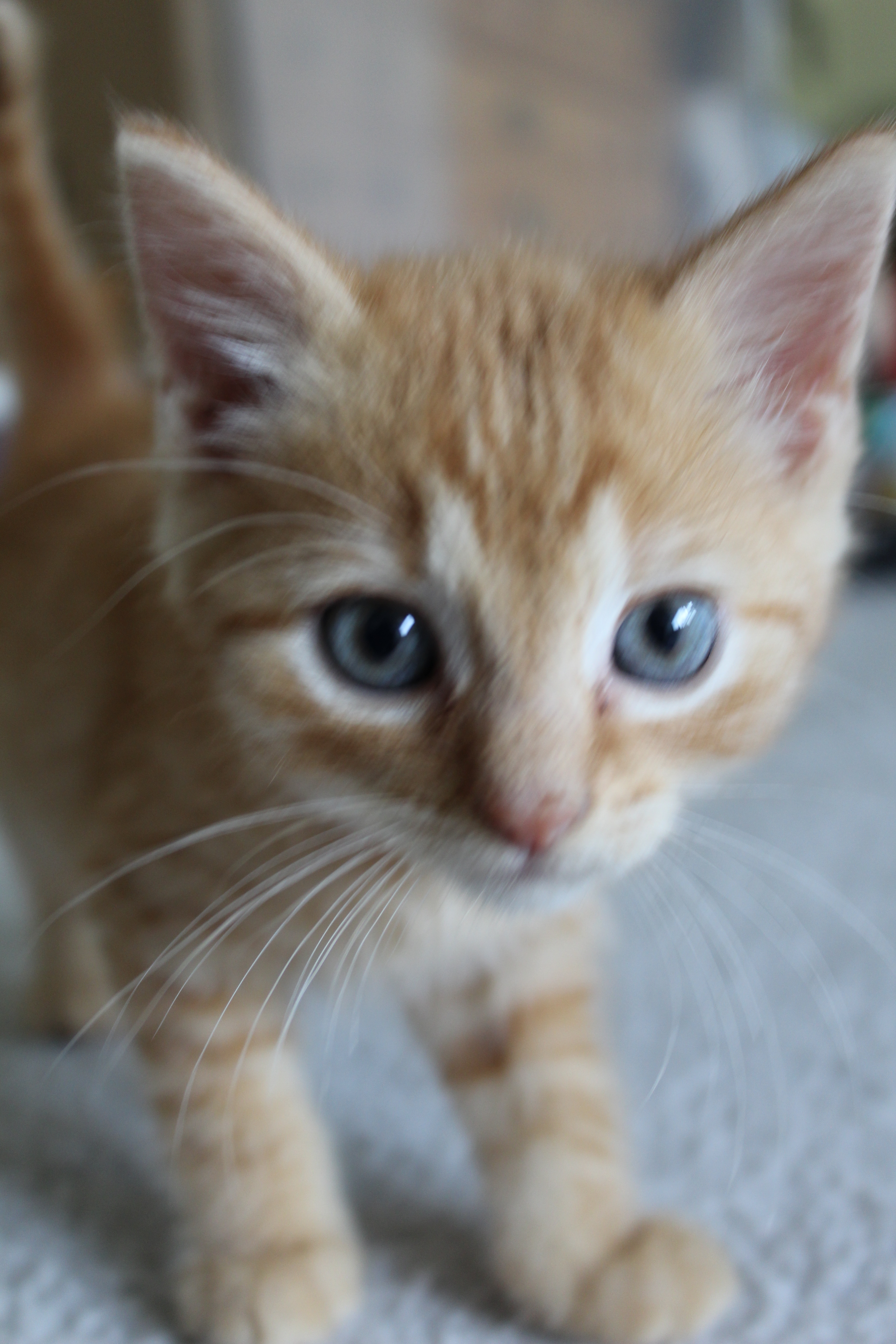 Carl