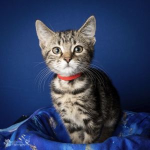 Kelley Domestic Short Hair Cat