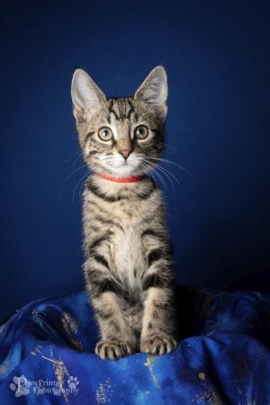 Sabrina Domestic Short Hair Cat
