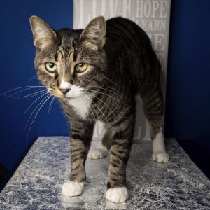 Dusty Domestic Short Hair Cat
