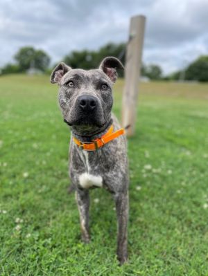 Saki is a grey brindle American Pit Bull Terrier Shes good with other dogs weighs 64 pounds and i