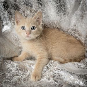 Big Bird Domestic Short Hair Cat