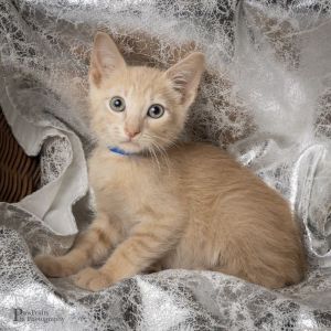 Elmo Domestic Short Hair Cat