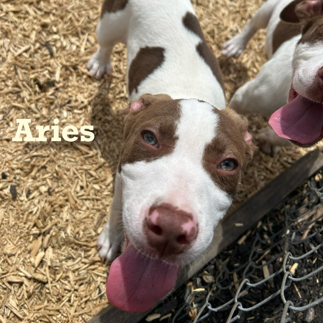 Aries
