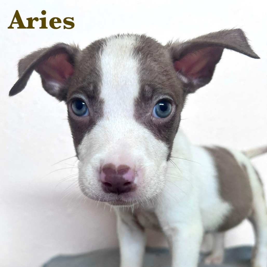 Aries