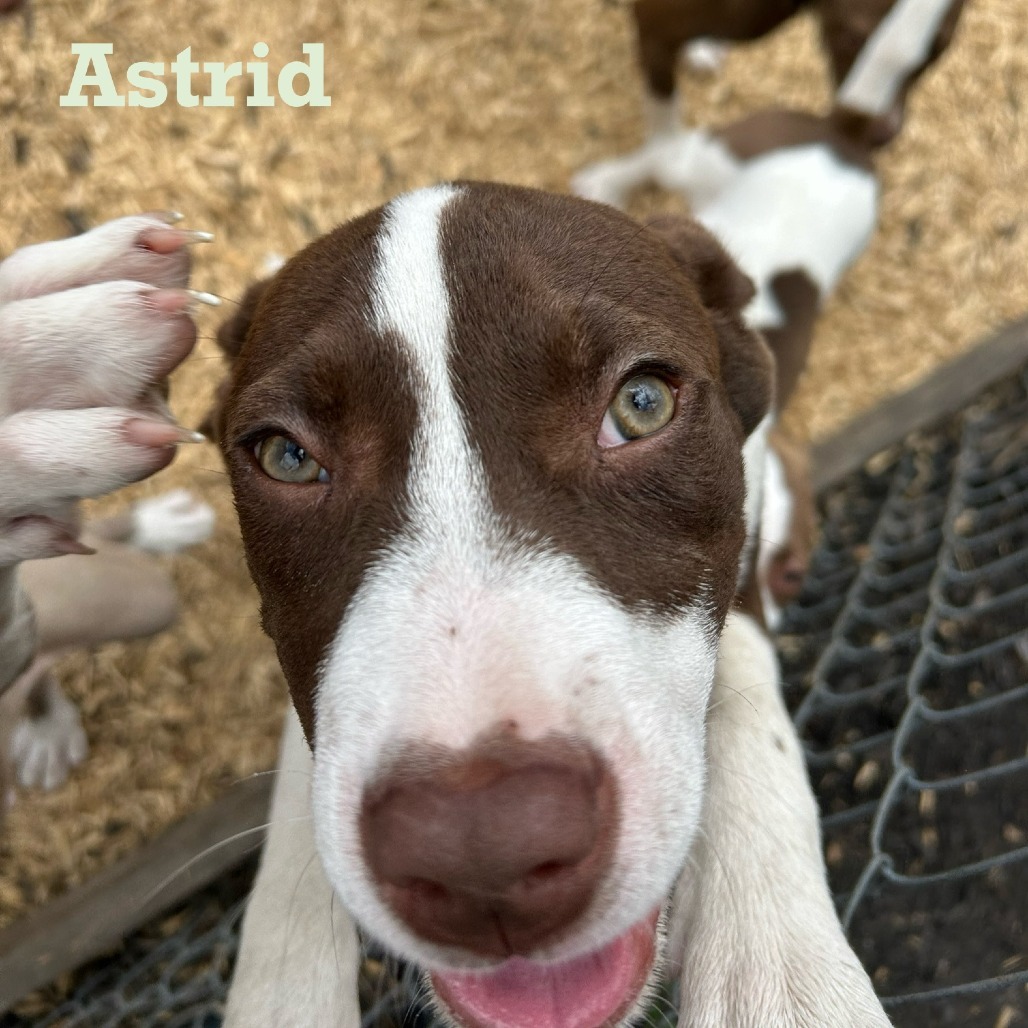 Astrid