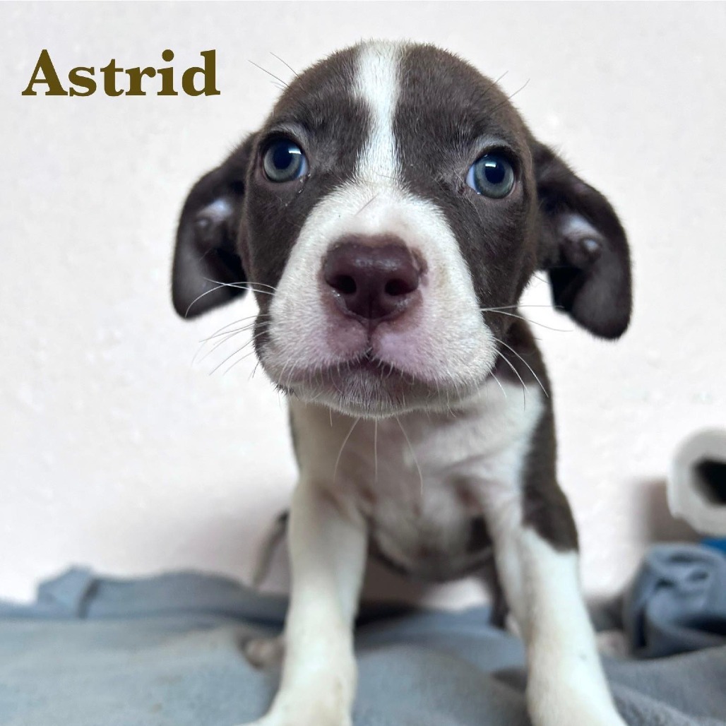 Astrid