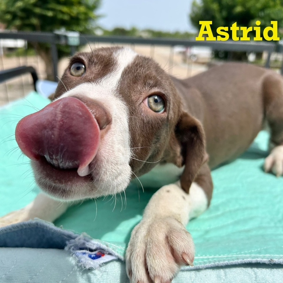 Astrid
