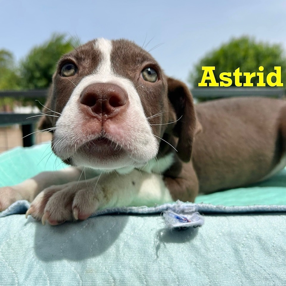 Astrid