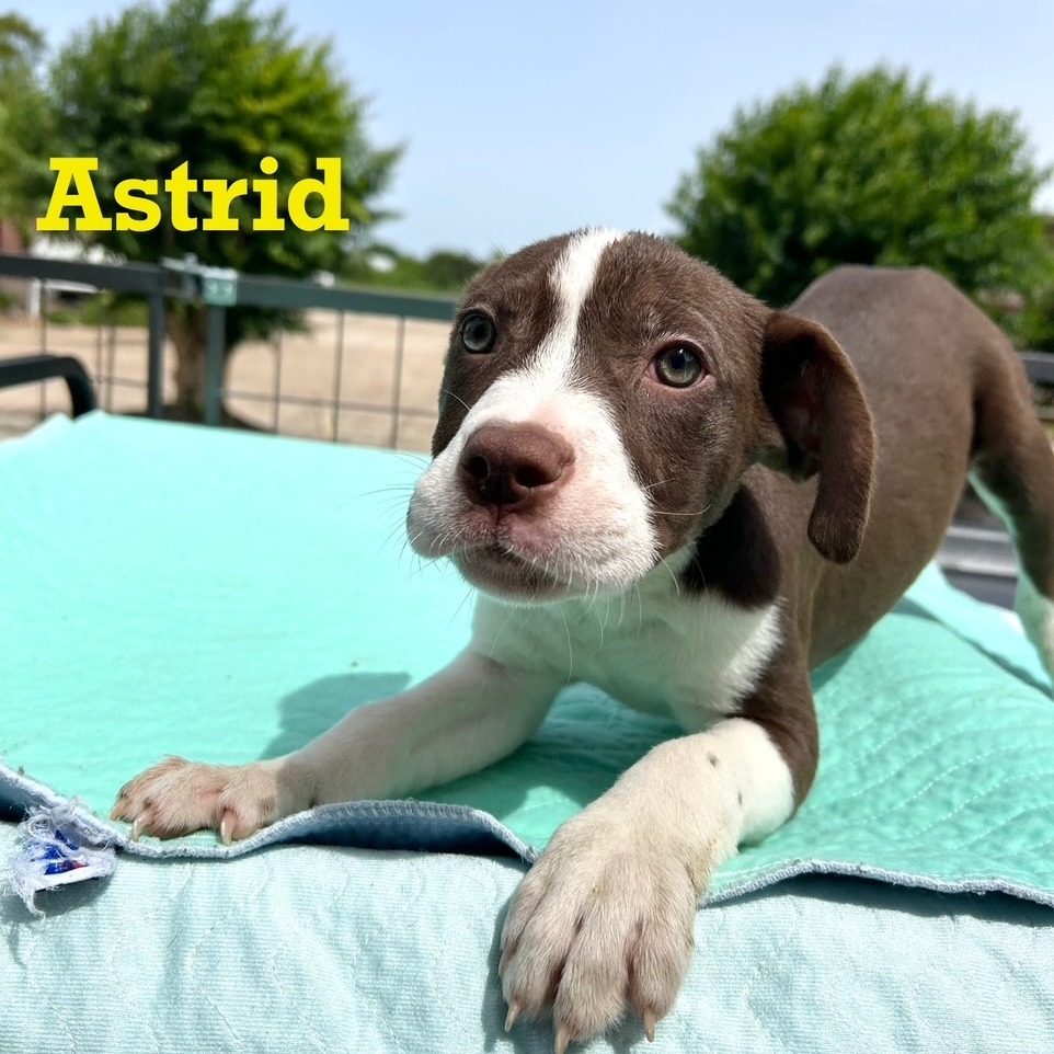 Astrid