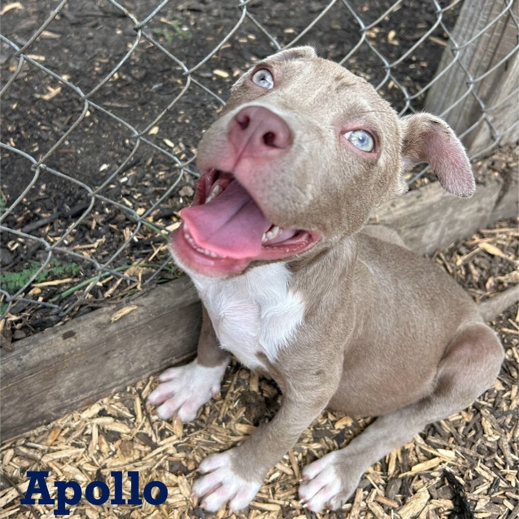 Apollo